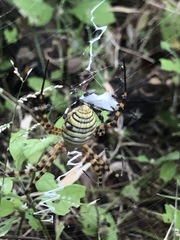 Argiope trifasciata