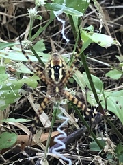Argiope trifasciata