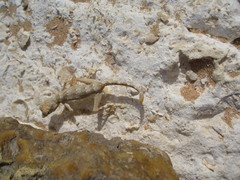 Pristurus carteri