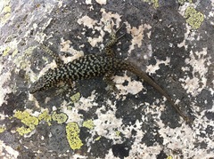 Archaeolacerta bedriagae bedriagae