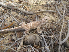 Trapelus flavimaculatus