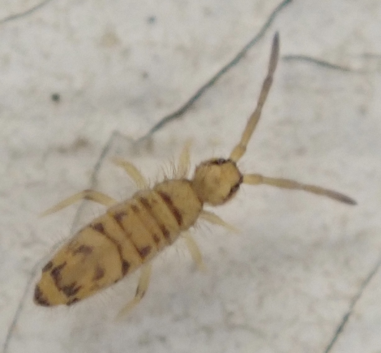 Entomobrya multifasciata (Tullberg, 1871)