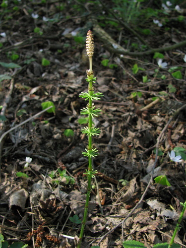 Ožkabarzdis asiūklis nuotrauka