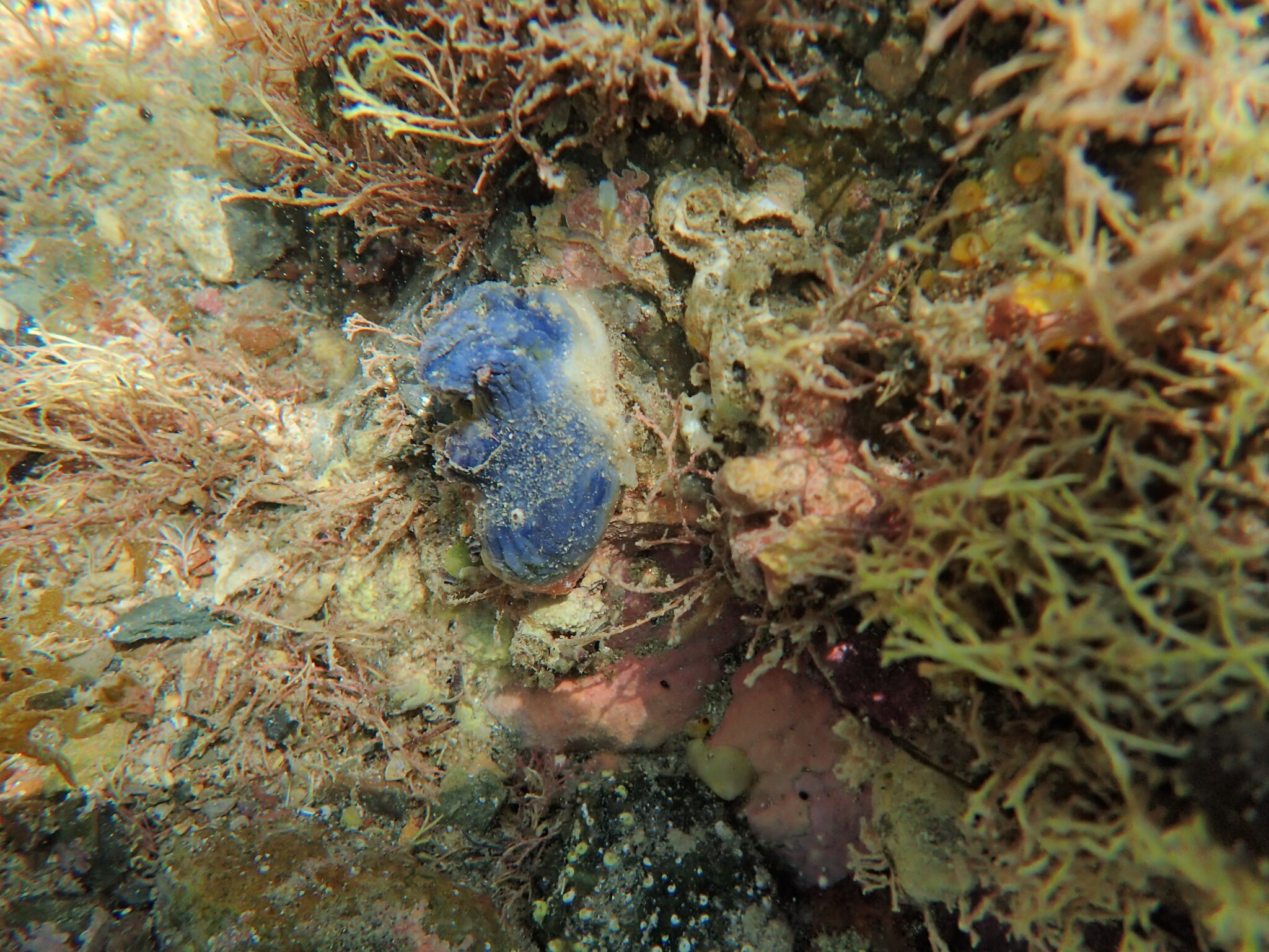 Asterocarpa coerulea (Quoy & Gaimard, 1834)