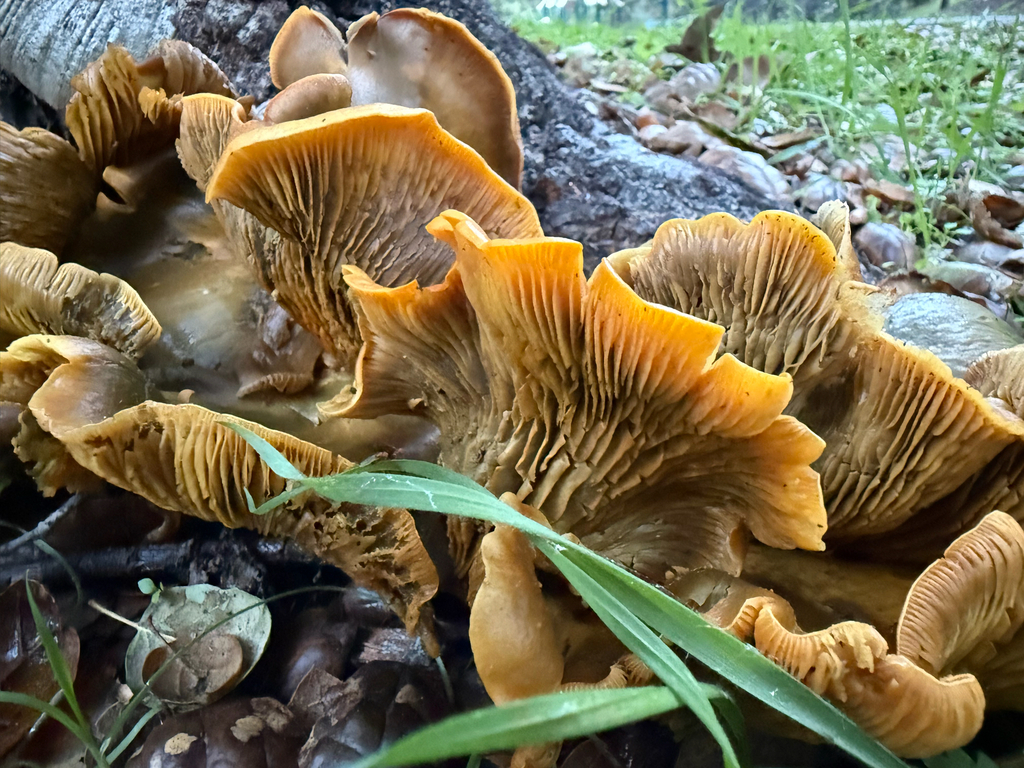 Omphalotus olivascens · January 2026 · photo: © thesafarihiker (iNaturalist, cc0)