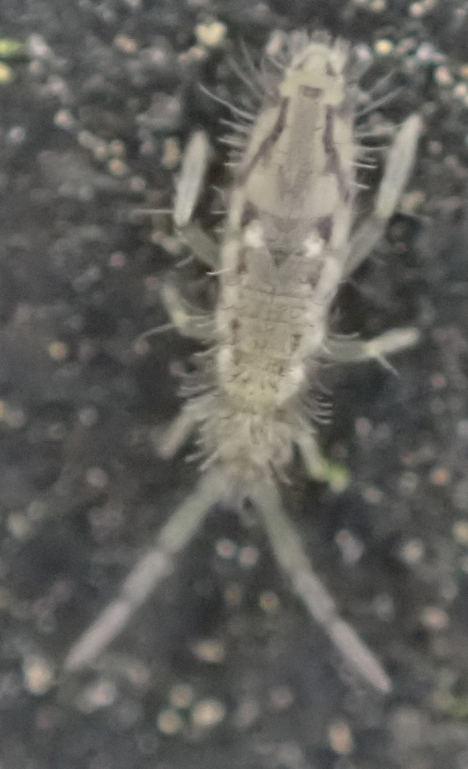 Entomobrya katzi Jordana R & Baquero E, 2022