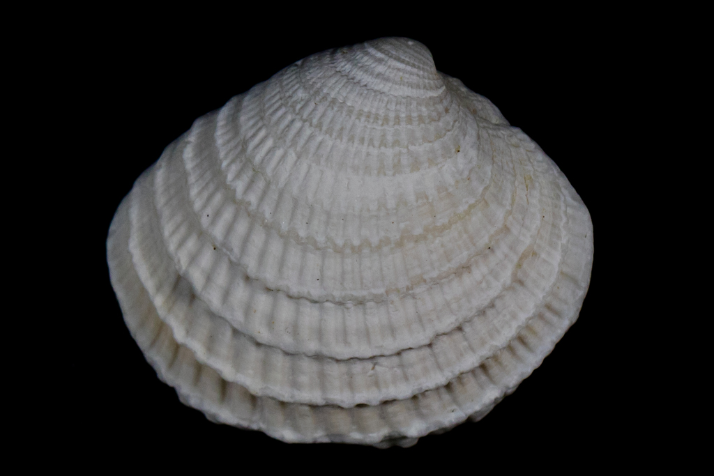 California Venus