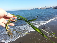 Zostera