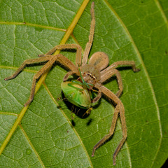 Neosparassus salacius