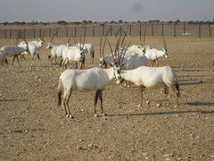 Oryx leucoryx
