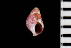 Eulithidium pulloides