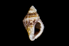Paciocinebrina gracillima