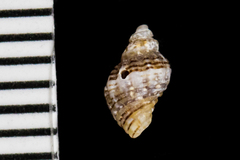 Paciocinebrina gracillima