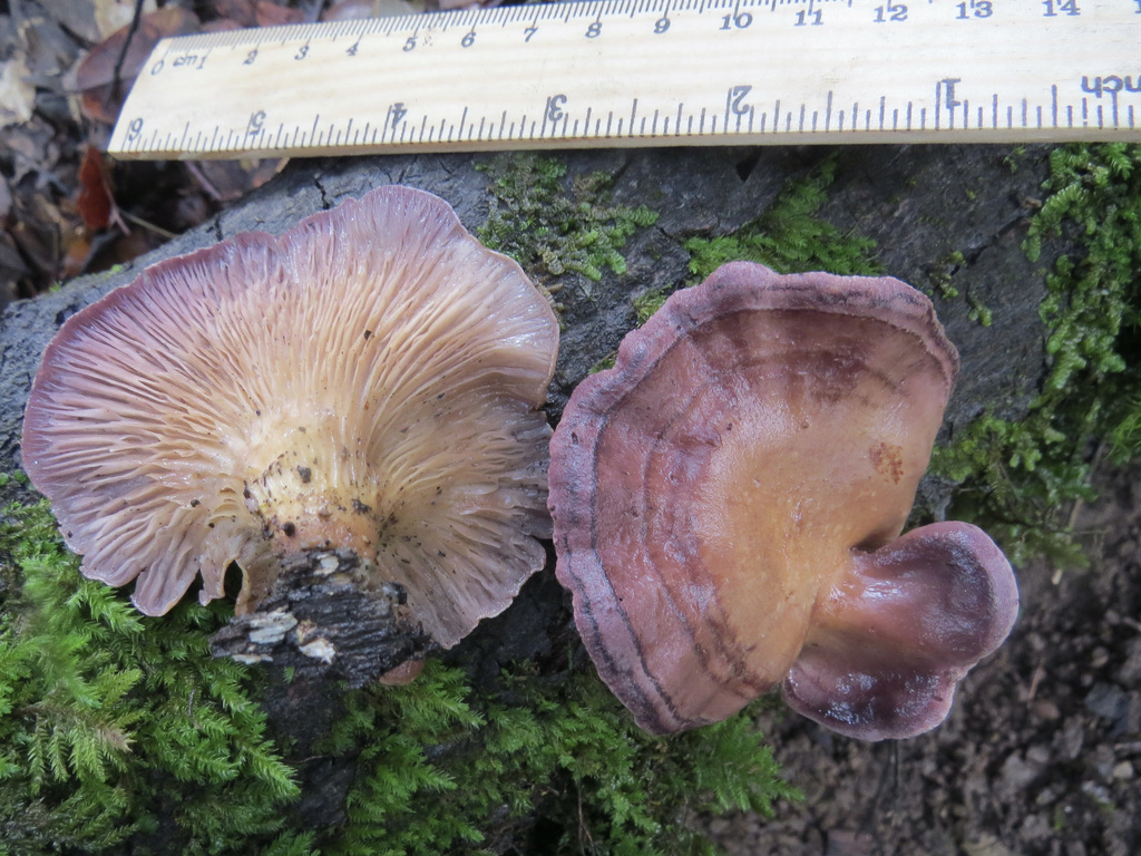 Panus conchatus · December 2025 · photo: © garth_harwood (iNaturalist, cc-by)