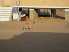 Gazella arabica