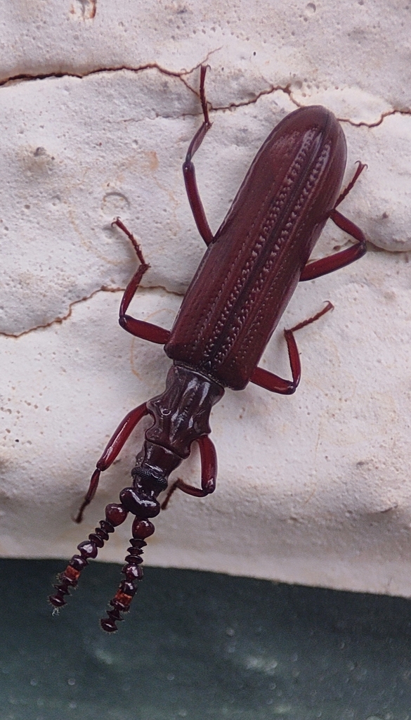 Rhyzodina marshalli