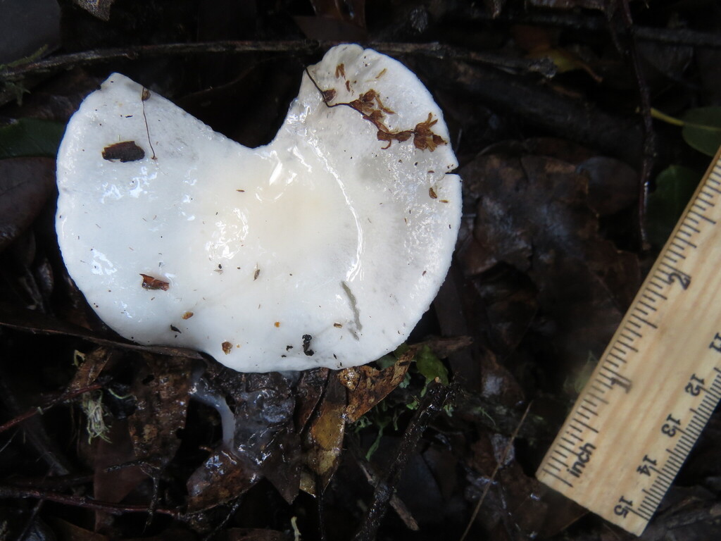 Hygrophorus eburneus · December 2025 · photo: © garth_harwood (iNaturalist, cc-by)