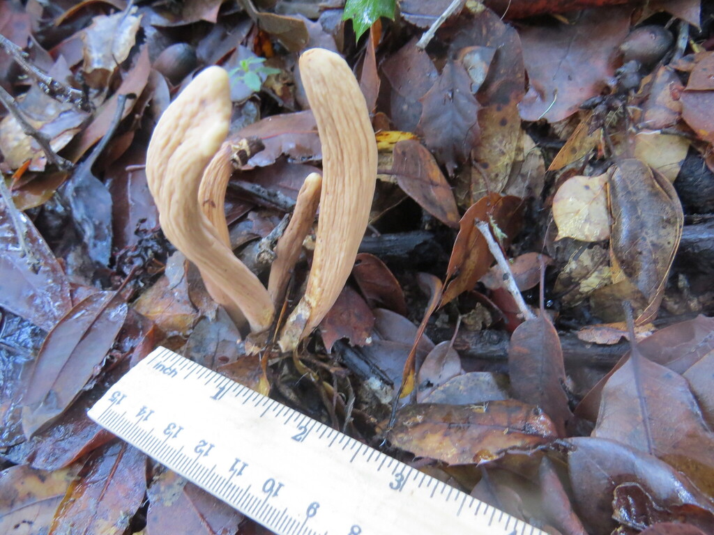 Clavariadelphus occidentalis · December 2025 · photo: © garth_harwood (iNaturalist, cc-by)