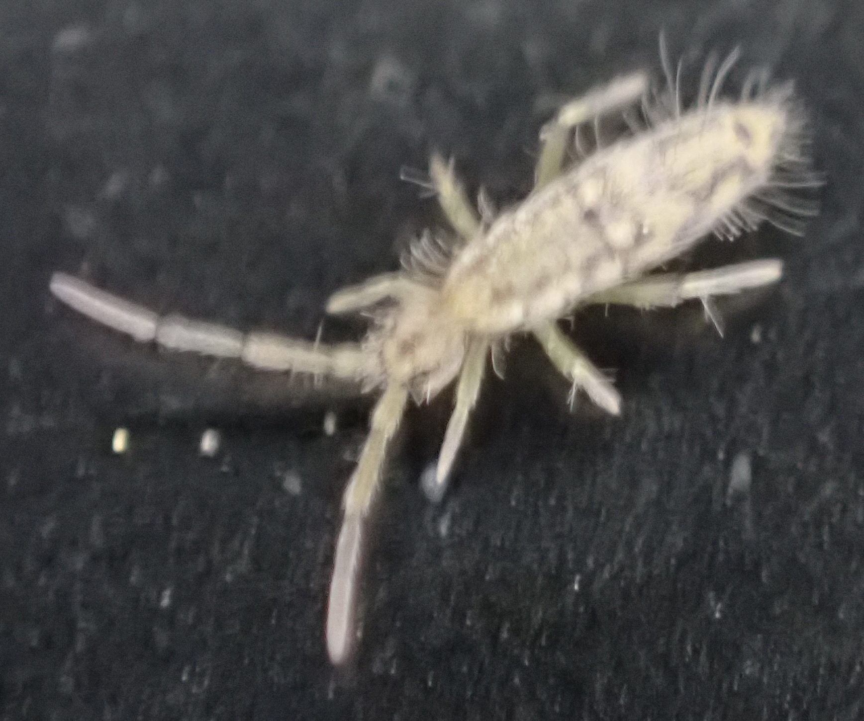 Entomobrya katzi Jordana R & Baquero E, 2022
