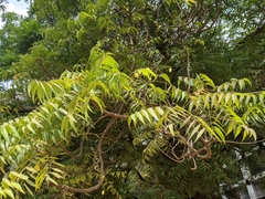 Azadirachta indica