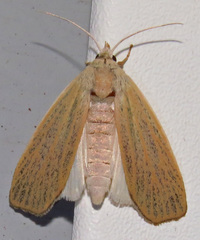 Palpidia pallidior