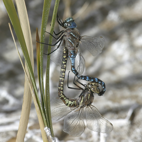 Variable Darner