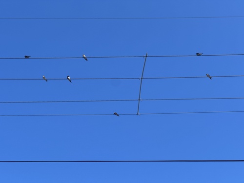 Welcome Swallow (Hirundo neoxena), photo 4