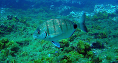 Diplodus