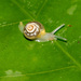 Pampin's Beehive Snail - Photo (c) David White, some rights reserved (CC BY-NC), uploaded by David White