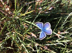 Plebejus argus