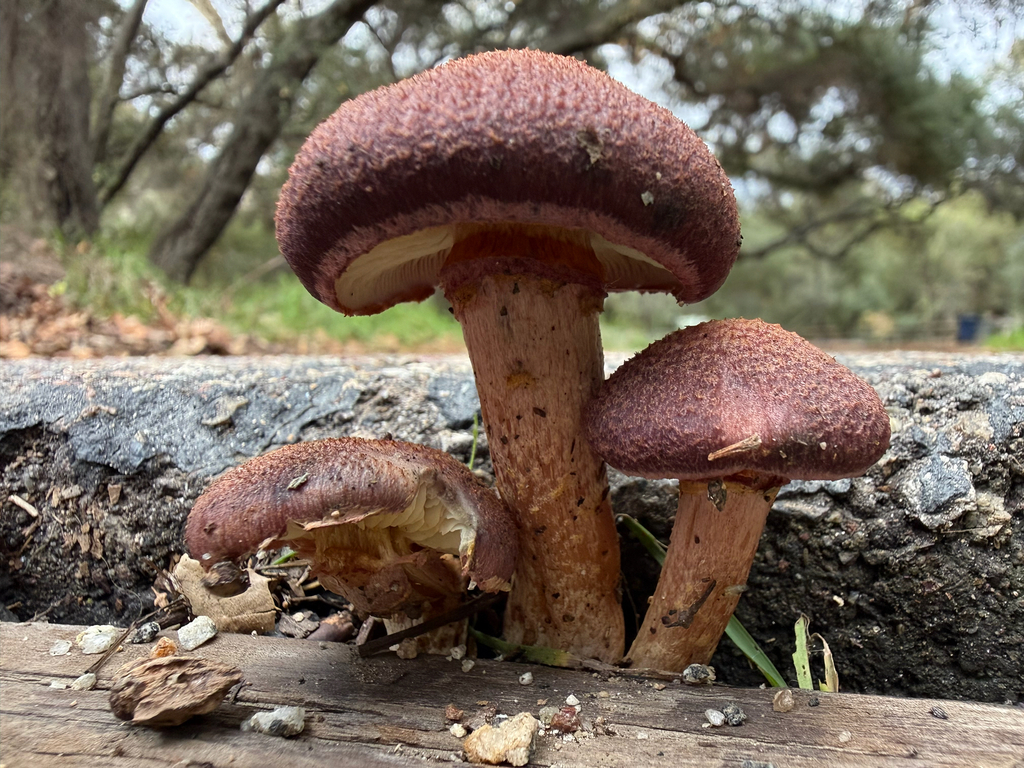 Gymnopilus luteofolius · January 2026 · photo: © thesafarihiker (iNaturalist, cc0)