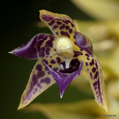 Dichaea laxa