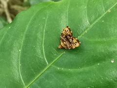 Choreutis amethystodes