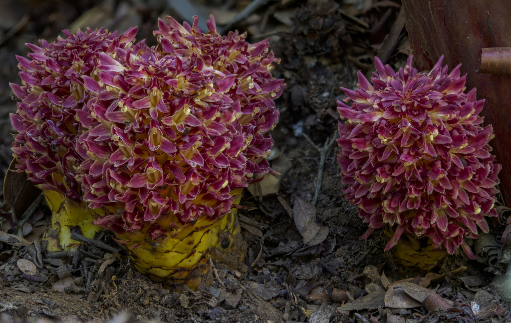 Kopsiopsis rosea