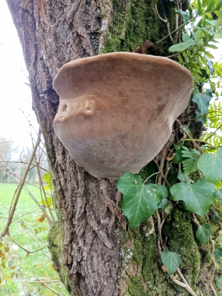Phellinus igniarius · January 2026 · photo: © carl_ramirez (iNaturalist, cc-by)