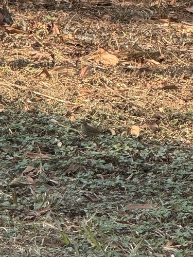Olive-backed Pipit (Anthus hodgsoni), photo 9