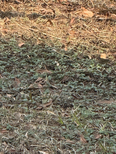 Olive-backed Pipit (Anthus hodgsoni), photo 10