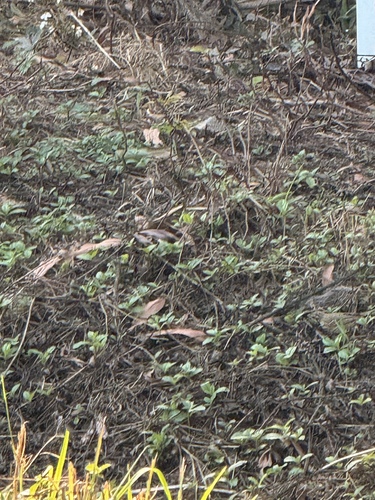Olive-backed Pipit (Anthus hodgsoni), photo 2