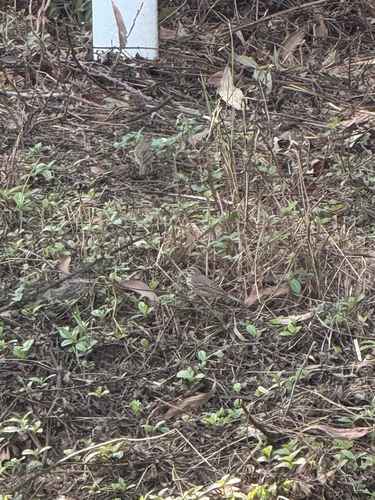 Olive-backed Pipit (Anthus hodgsoni), photo 3