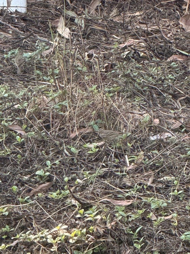 Olive-backed Pipit (Anthus hodgsoni), photo 8
