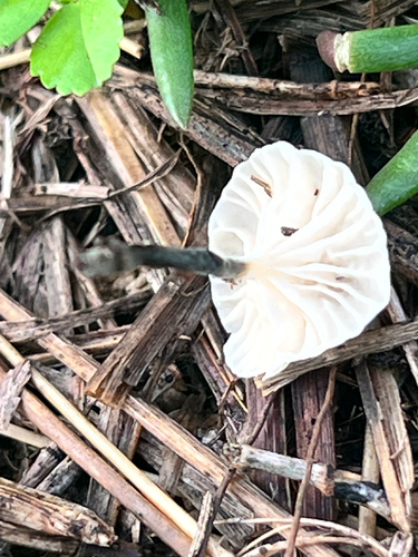Marasmius observed 2026-01-06