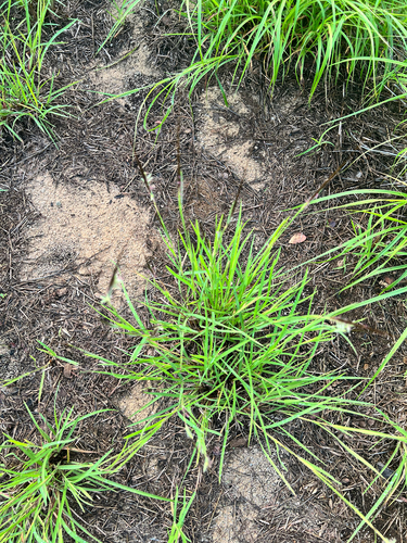 Heteropogon contortus observed 2026-01-06
