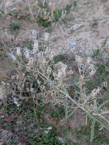 Bractless Blazingstar (Mentzelia nuda)