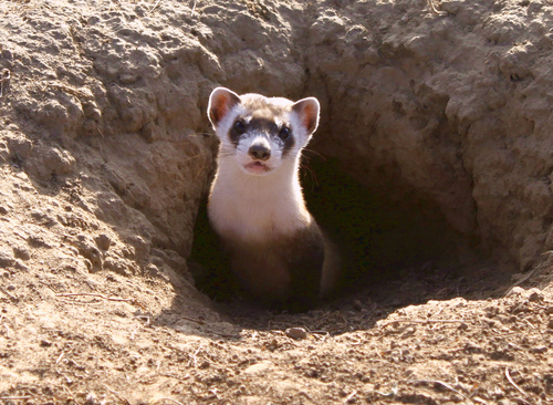 Black-footed Ferret (Mustela nigripes), a lookalike recorded in Arizona