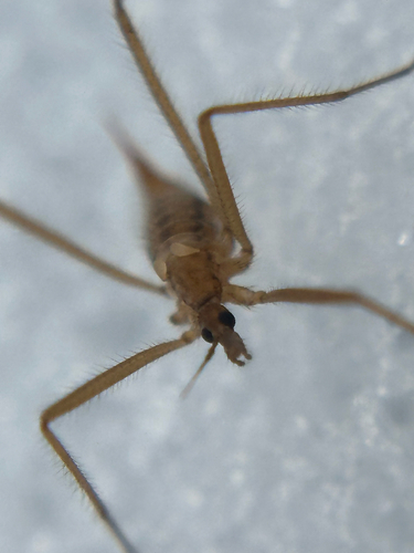 Unknown species found near Giles Rd, Rock Tavern, NY, US