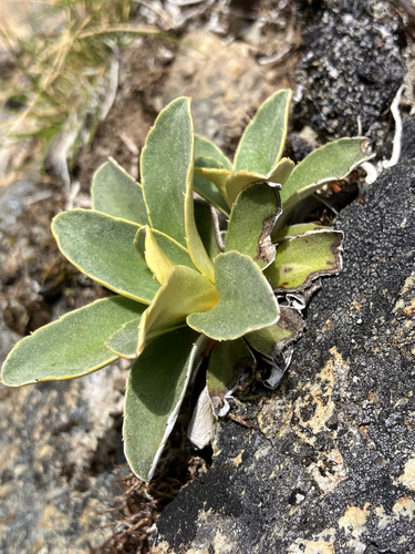 Celmisia hieraciifolia, photograph 6
