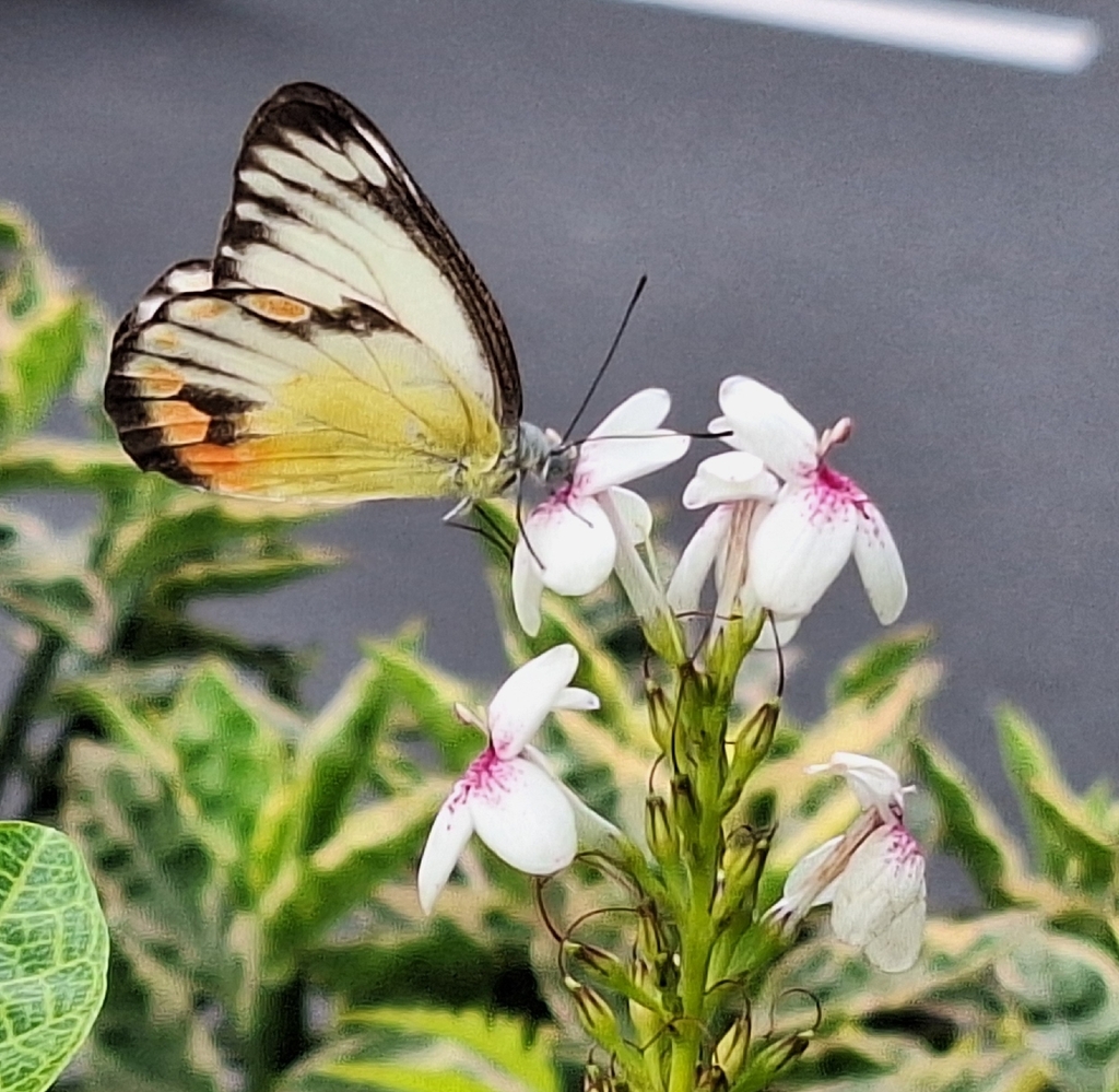Delias periboea (Delias periboea)