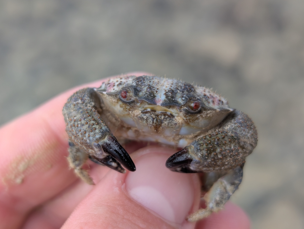 red-eyed xanthid crab