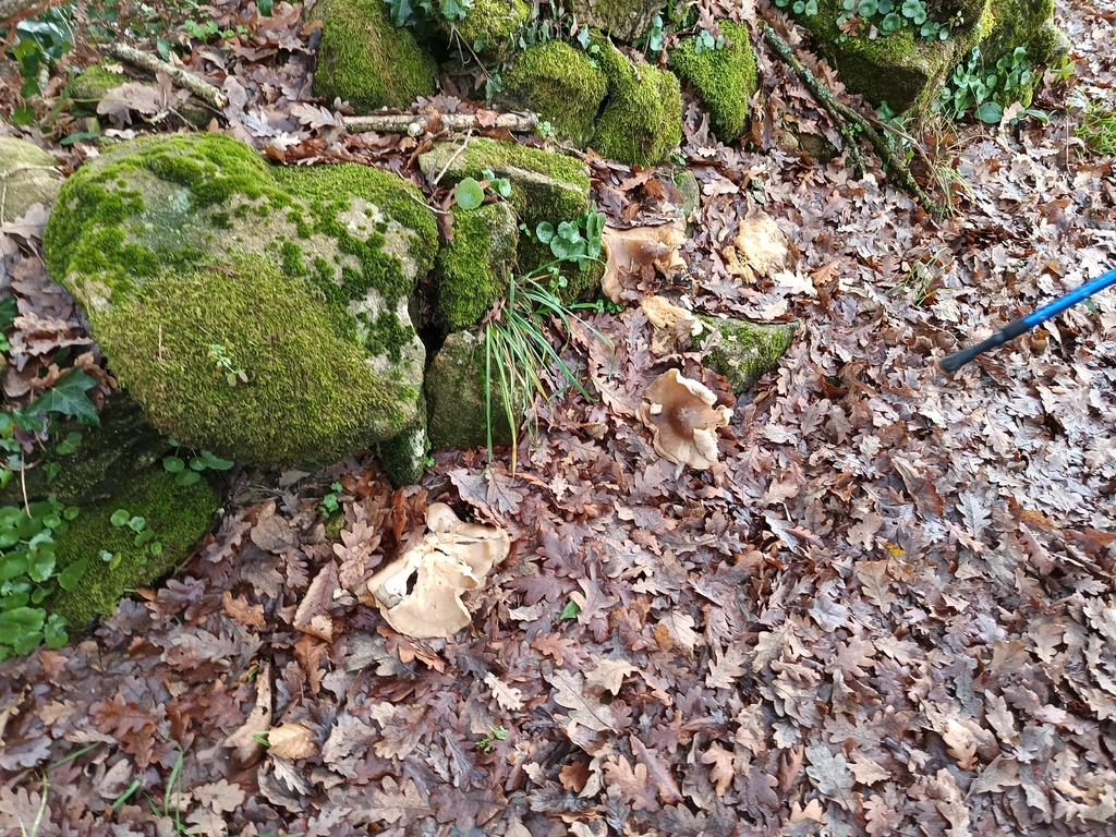 Clitocybe nebularis · January 2026 · photo: © carl_ramirez (iNaturalist, cc-by)