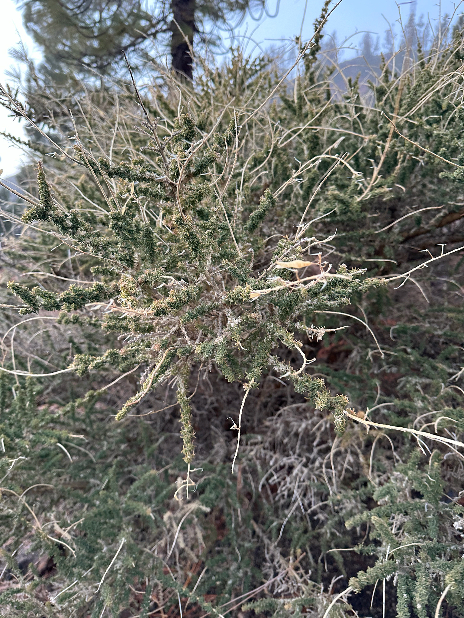 Codeso del pico